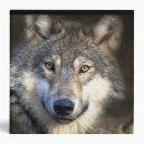 Search for wolves binders Nature