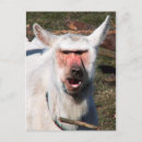 Recherche de babouins cartes postales Mignon