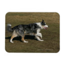 Recherche de plomb magnets Chien