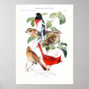 Search for vintage cardinals posters Illustration