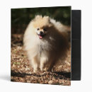 Search for spitz office supplies Loulou