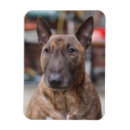 Recherche de les anglais magnets Mignon