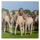 Search for herd tiles Cute