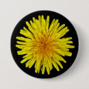 Search for dandelion buttons Taraxacum
