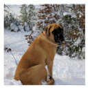 Recherche de mastiff anglais posters Chien