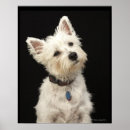 Search for terriers posters Photography