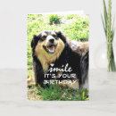 Recherche de humour de chien Photographie