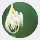 Search for agapanthus stickers Botany