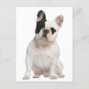 Recherche de french bulldog puppy cards Frenchie
