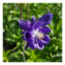 Recherche de fleur violette posters Jardin