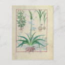 Search for medicinal plants postcards Robinet