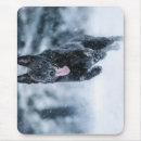 Recherche de chien berger allemand noir tapis souris Loup