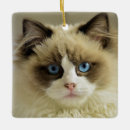 Search for ragdoll cat ornaments Siamese