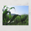 Search for corn postcards Photography