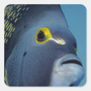 Search for cayman stickers Underwater