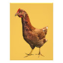 Recherche de animaux de basse cour posters Poulets
