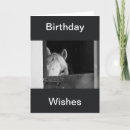 Recherche de cheval noir cartes postales Stable