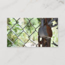 Search for links business cards Photography