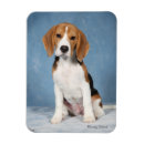 Recherche de chiot de beagle magnets Pour tous