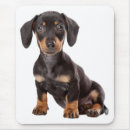 Recherche de chiot teckel tapis souris Chiots