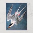 Search for audubon birds of america postcards Granger