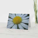 Recherche de salutation de fleur blanche Marguerite