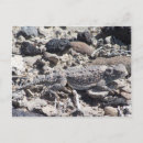Recherche de crapaud cartes postales Corne