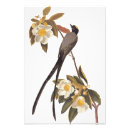 Recherche de vintage bird art Oiseaux d'amérique