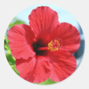 Search for red hibiscus flower stickers Beach