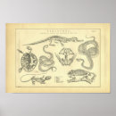 Search for animal bones posters Anatomy