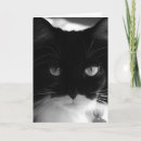 Recherche de tuxedo photographie Chat