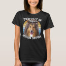 Recherche de sheltie Sable