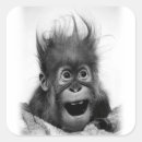 Search for baby orangutan stickers Monkey