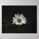 Search for selection posters White
