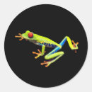 Search for red eye tree frog stickers Nature