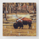 Recherche de bisons horloges Animaux