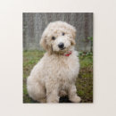 Search for goldendoodle puzzles Mix breed