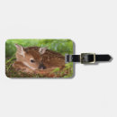 Search for odocoileus accessories White tailed deer