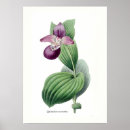 Recherche de cypripedium posters Vintage