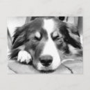 Search for herd dog postcards Pet