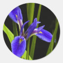 Recherche de iris autocollants Bleu