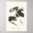 Search for rubus Vintage