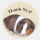 Search for cute guinea pig stickers Rodent