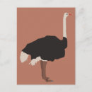 Search for emu postcards Illustration