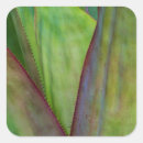 Search for agave stickers Green