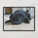 Search for pug puppies postcards Cute