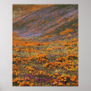 Search for california poppy art Landscape