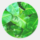 Recherche de hawaii autocollants Vert