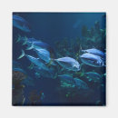 Search for aquarium magnets Blue