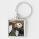 Search for puffin keychains Fratercula arctica